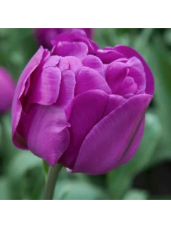 Тюльпаны Purple Peony 4 шт, набор луковиц