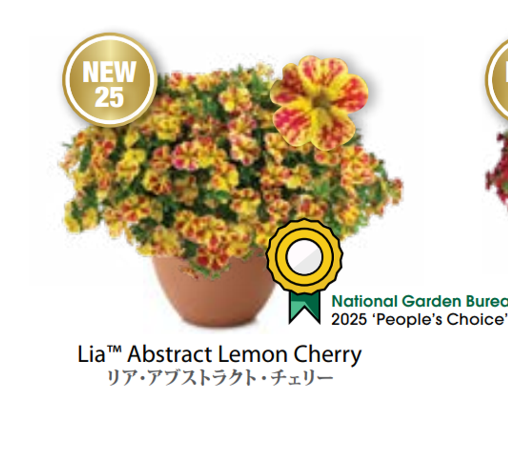ЕВРО Calibrachoa Lia Abstract Lemon Cherry укорененный черенок ноябрь