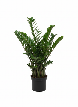 Замиокулькас Pointed Leaf д. 25