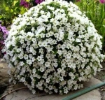 П15 Петуния ампельная Surfinia Table White