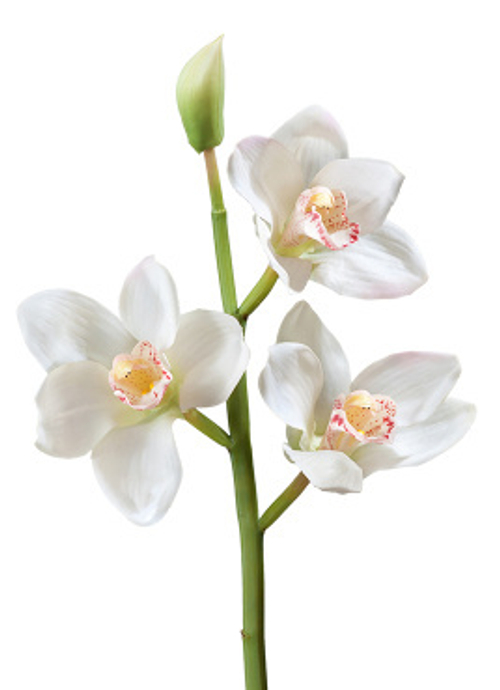 Орхидея Цимбидиум ветвь белая малая