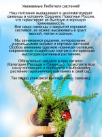 Тысячелистник Паприка многолетний