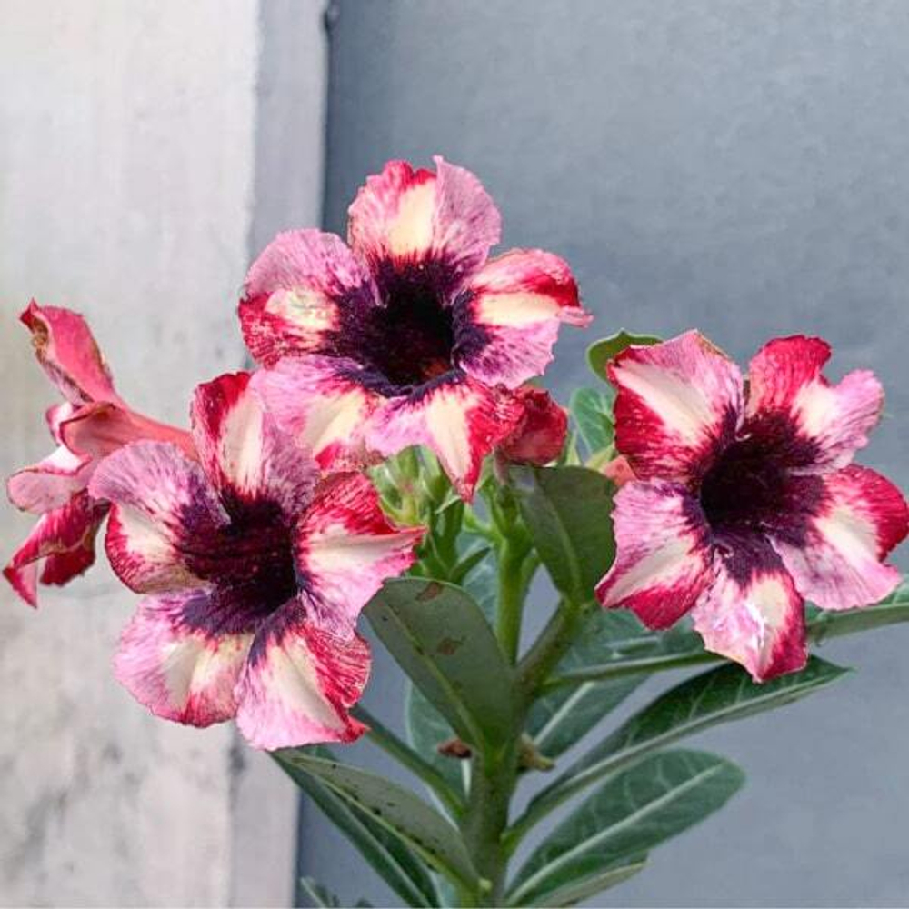 Адениум обесум 333 Lâm An 3