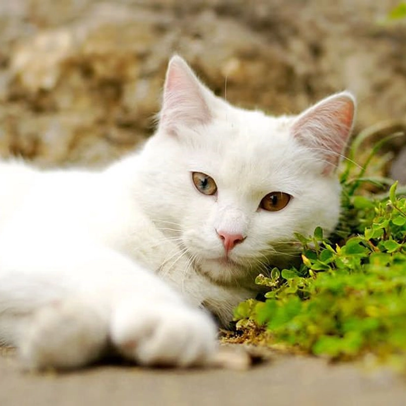 Колье Мой Любимый Пушистик – Персонализация