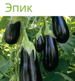 Эпик F1 семена баклажана (Seminis / Семинис)
