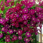 Клематис Niobe (3 группа обрезки )