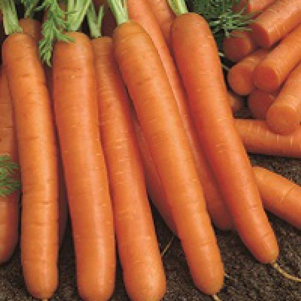 Небула F1 семена моркови нантской (Seminis / ALEXAGRO) культура