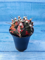 Gymnocalycium Variegata (Гимнокалициум Вариегатный)