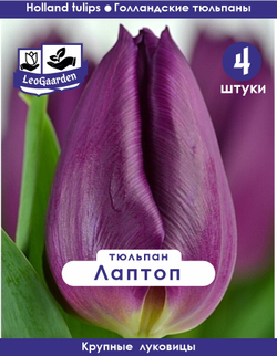 Тюльпан Луковица, Лаптоп, 4 шт крупные
