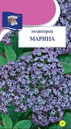 Гелиотроп