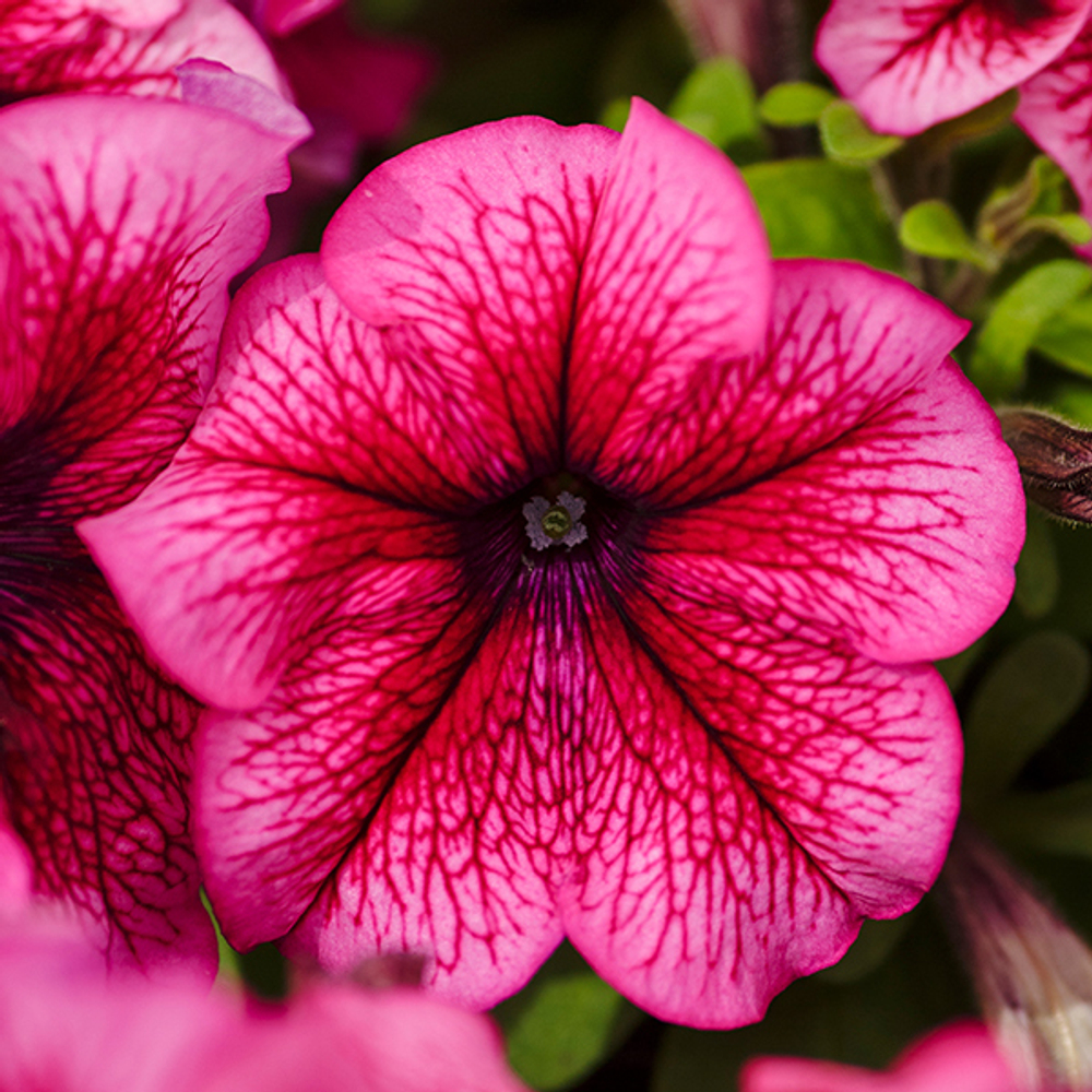 Петуния грандифлора Лимбо Джи Пи Плам (1000др) Витагрин Профи