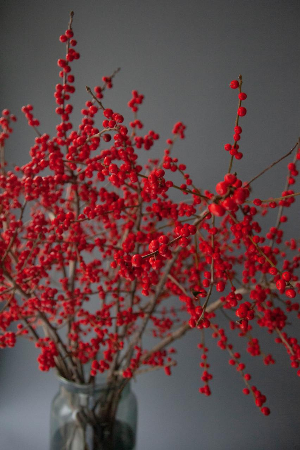 Илекс красный