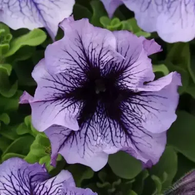 S6048 Петуния кустовая Grandiflora DADDY® BLUE 100 шт.