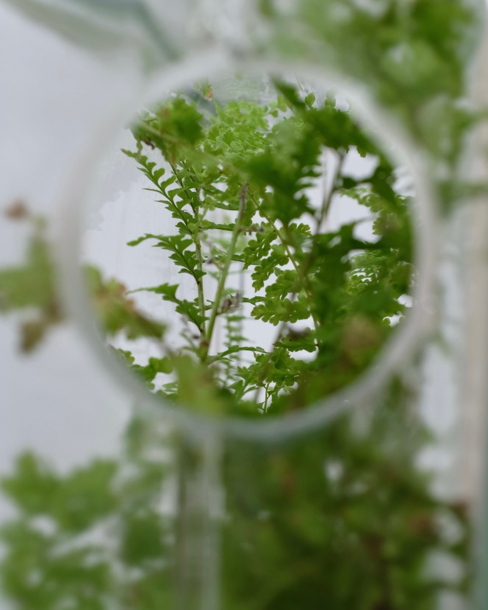 Экосистема Window