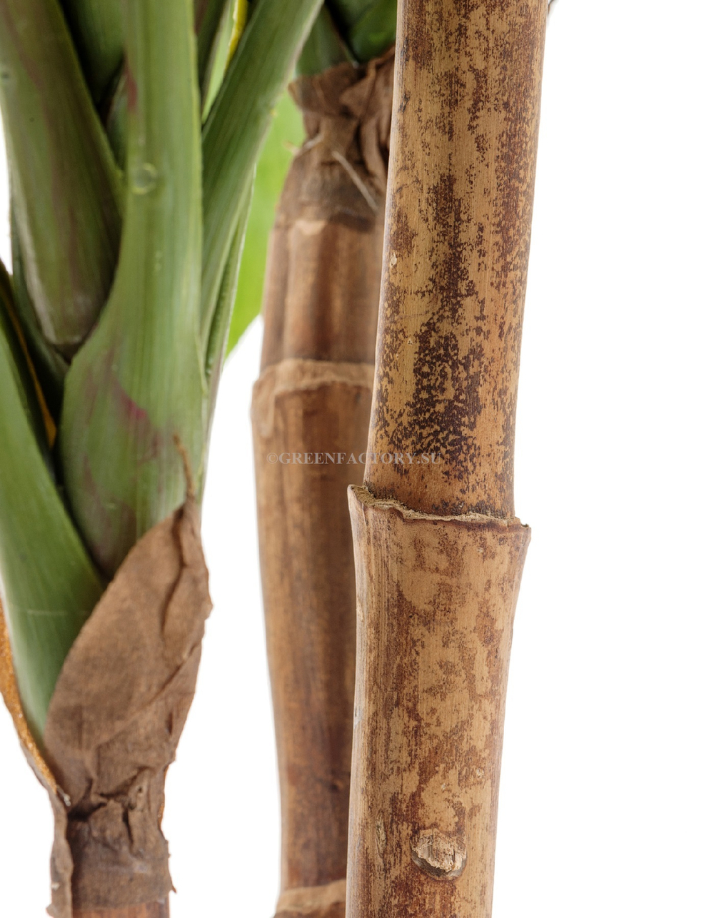 Кордилина зелёная крупнолистная на стволах