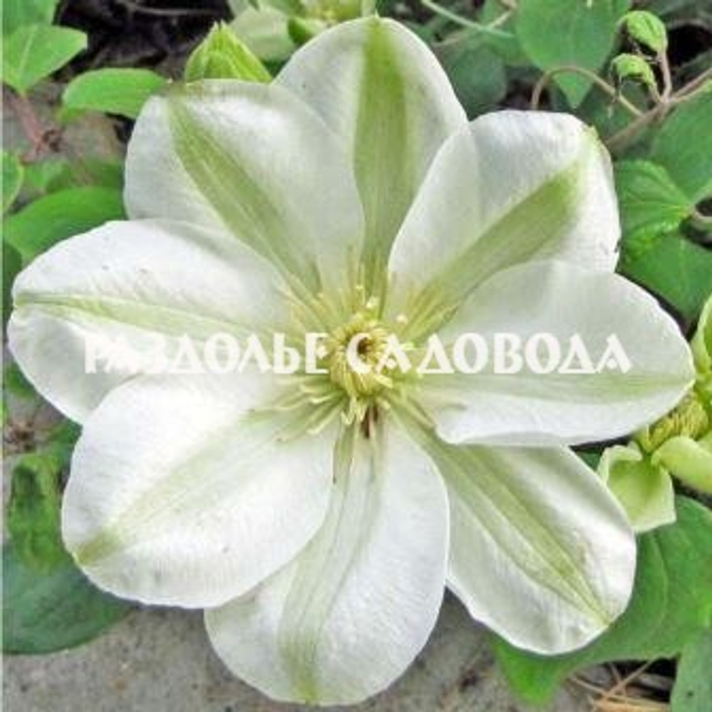 Клематис Дженси Крим