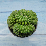 Gymnocalycium Spineless Crested form (Гимнокалициум Кристатный)