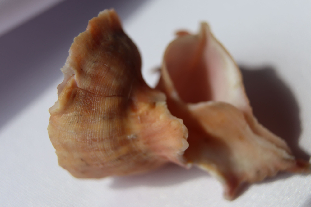 Латиаксис мавае с оперкулумом (Latiaxis mawae) 4 см.