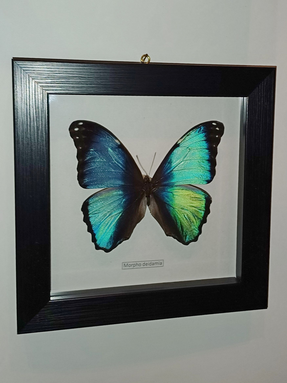 Бабочка Morpho deidamia самец в рамке