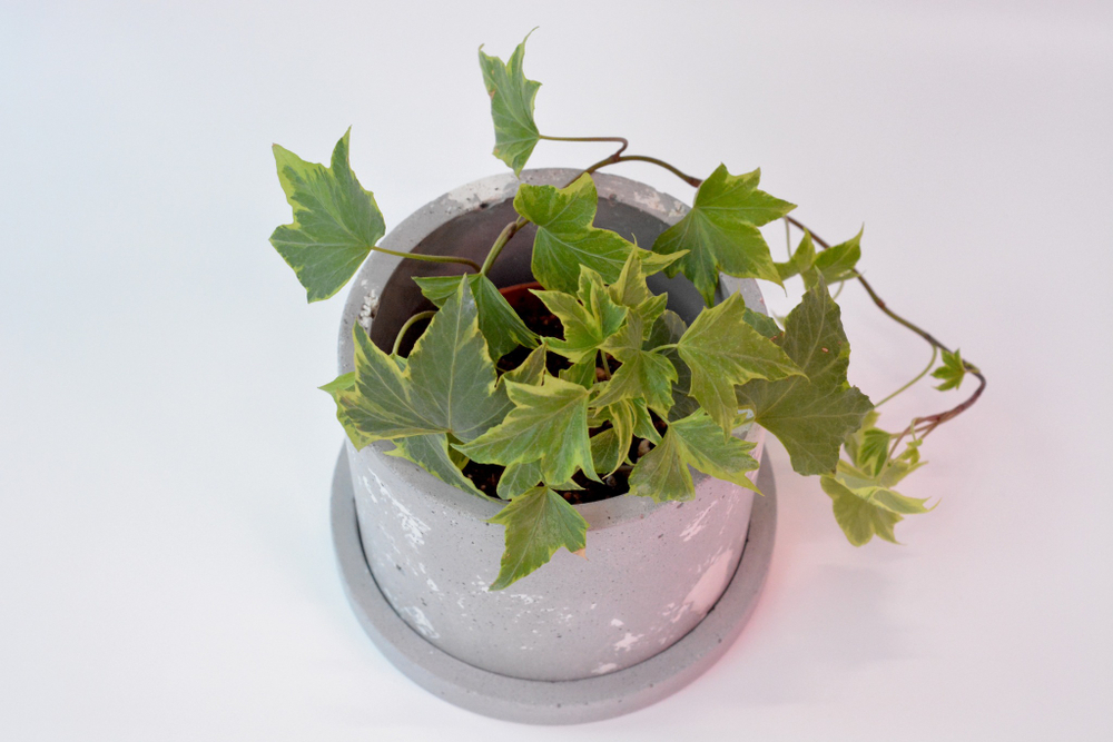Хедера Хеликс Грин / Hedera Helix Green