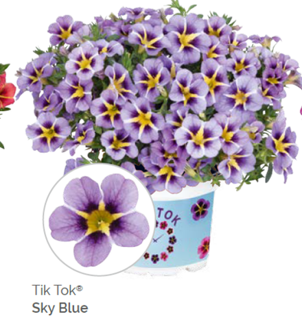 Калибрахоа Tik Tok Sky blue укорененный черенок ОКС февраль 26 Dummen Orange