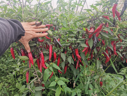 Сладкий Фиолетовый Японский Чили Перец Мурасаки Тогараши Ямато - 紫とうがらし