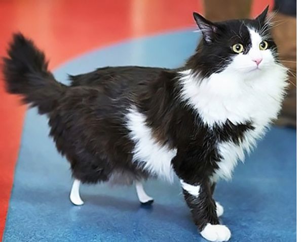 В Болгарии бездомному коту вживили лапы из титана В Болгарии бездомному коту вживили лапы из титана