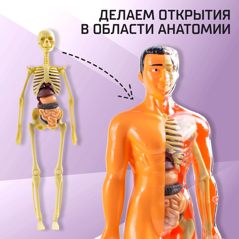 Набор для опытов «Строение тела» анатомия человека
