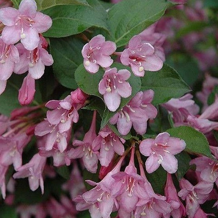 Вейгела Цветущая Пинк Принцесс