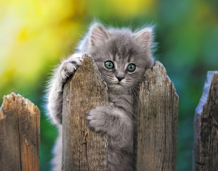 Календарь Трио 295*720мм на 2026г. Шалун