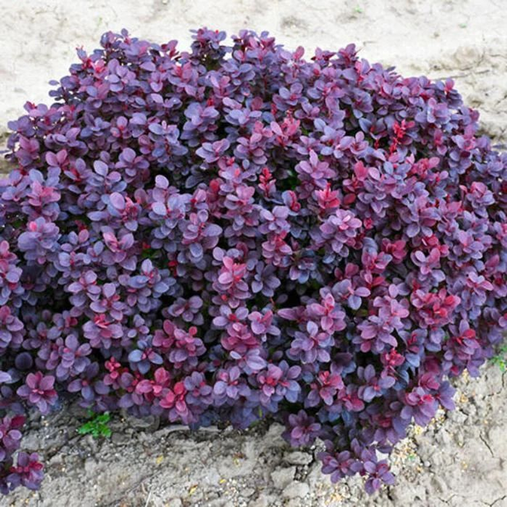 Барбарис Тунберга Конкорд С2 20-30