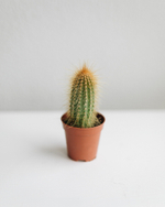 Кактусы Мини