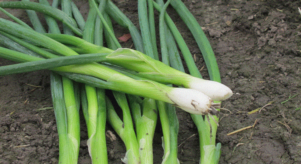 Грин Баннер семена лука на перо (Seminis / Семинис)