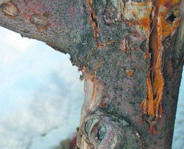 Солнечные ожоги в феврале: как спасти штамбы молодых яблонь и груш