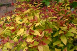 Спирея японская Меджик Карпет С3 Закупка М60 июнь 2026