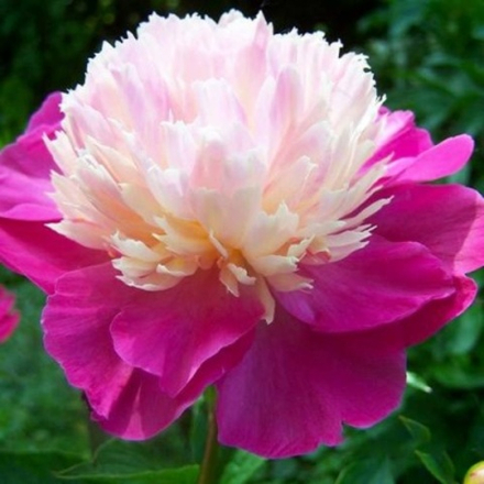 Пион Гэй Пари С5