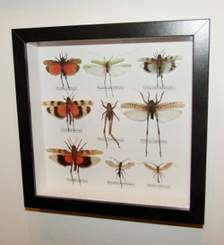 Коллекция кузнечиков в рамке
