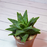 Aloe Brevifolia (Алоэ)