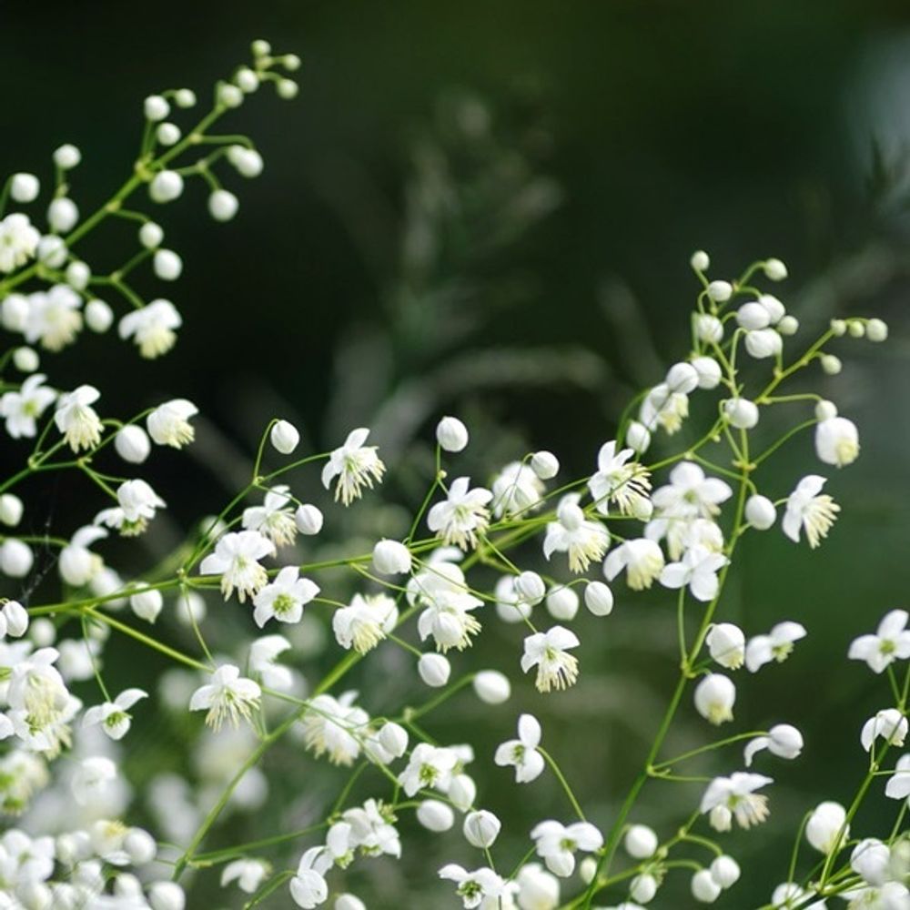 Василистник делавая «Album». Thalictrum Delavayi «Album».