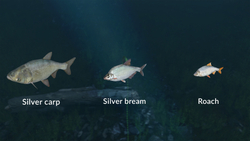 Ultimate Fishing Simulator - New Fish Species (для ПК, цифровой код доступа)