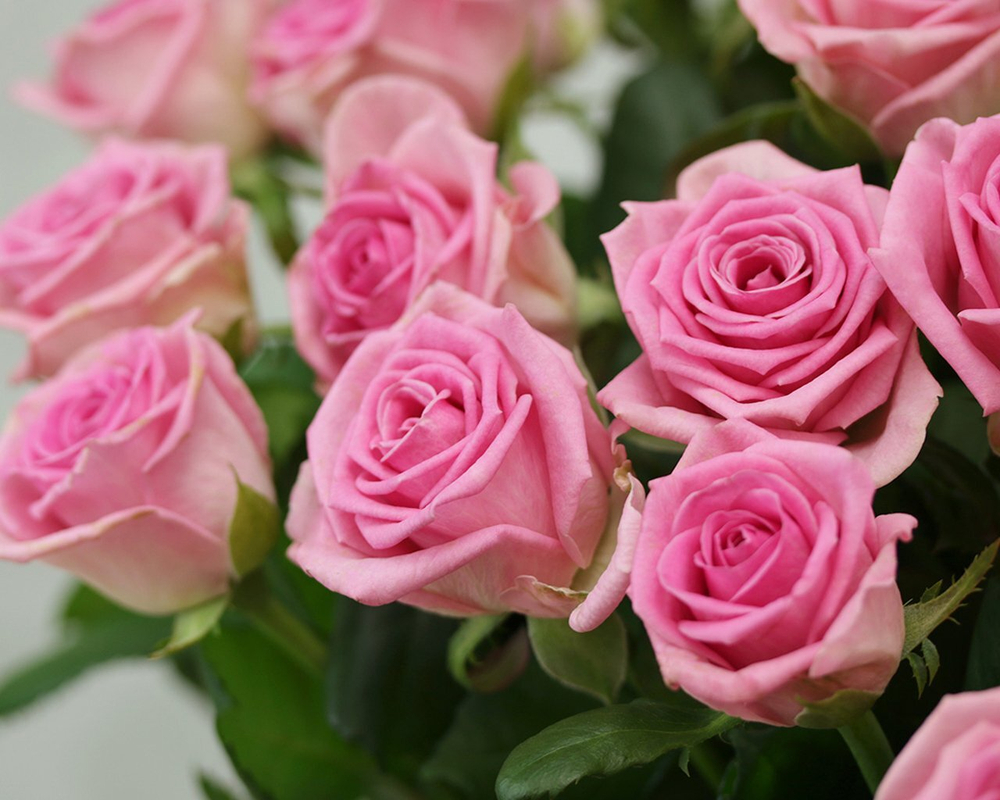 Розовые розы "Revival"