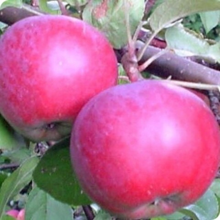 Яблоня зимняя Спартан (2-летняя) п/карл.подвой ОКС