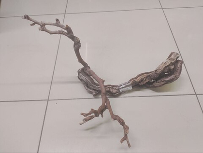 AQUADECO Коряга комель виноградной лозы