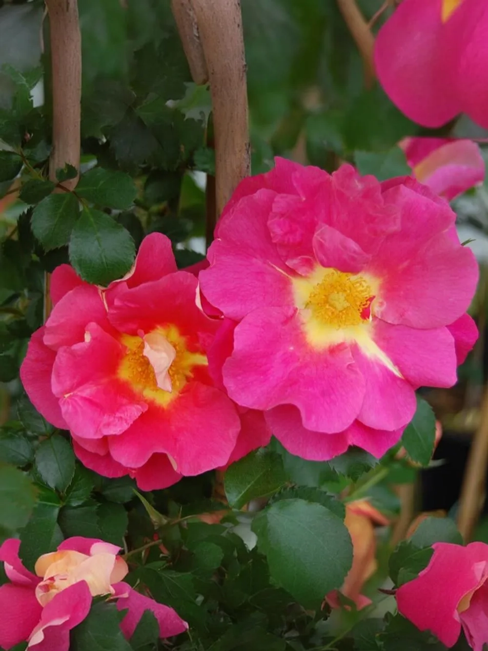 Роза плетистая Баяццо