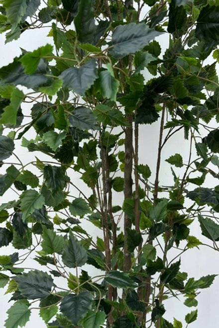 Береза 180см (тёмный ствол)