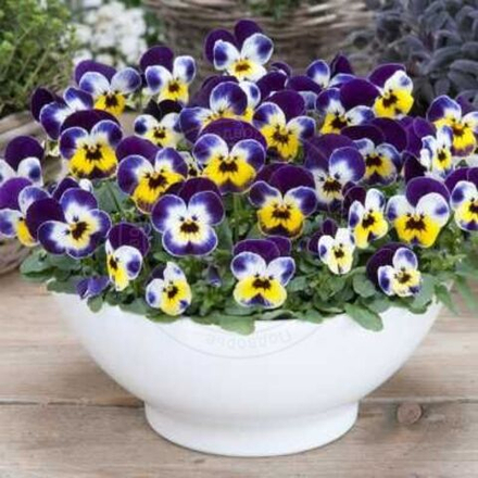 Фиалка рогатая