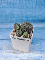 Sulcorebutia Rauschii (Сулькоребуция)