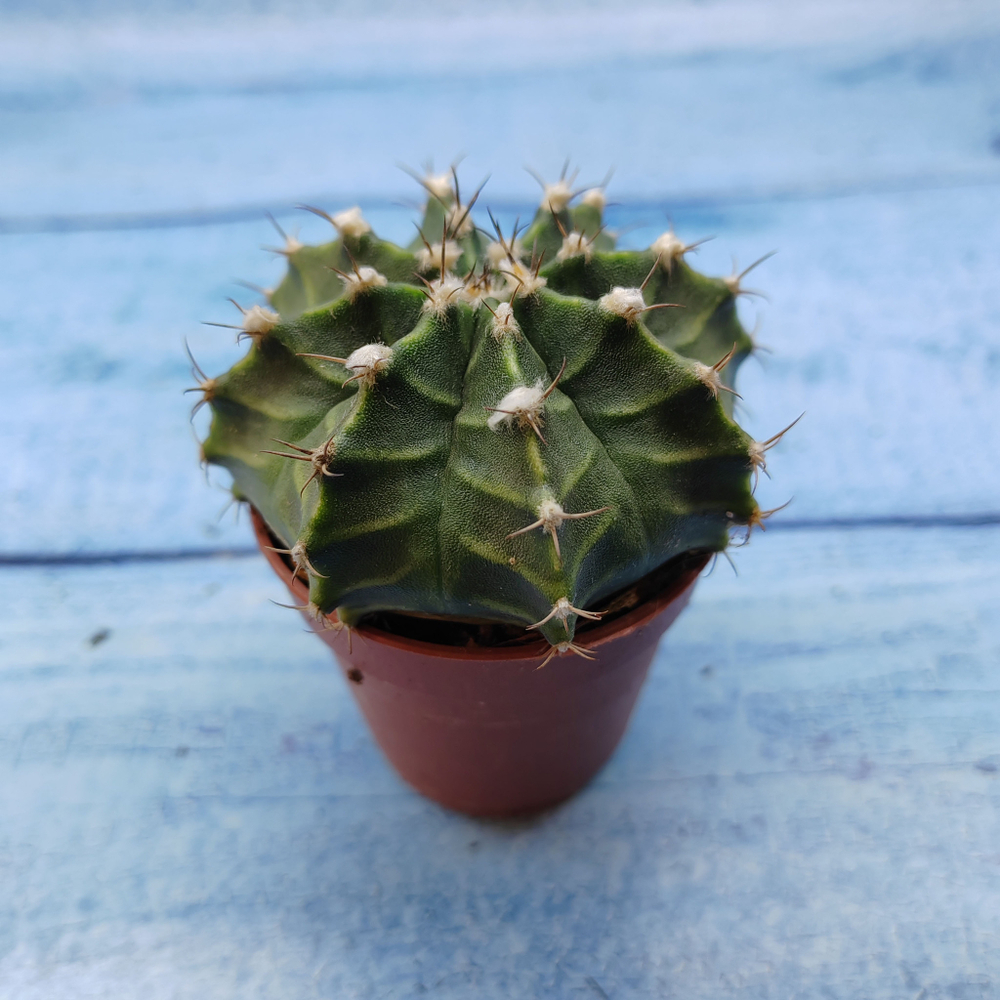 Gymnocalycium Friedrichii (Гимнокалициум)