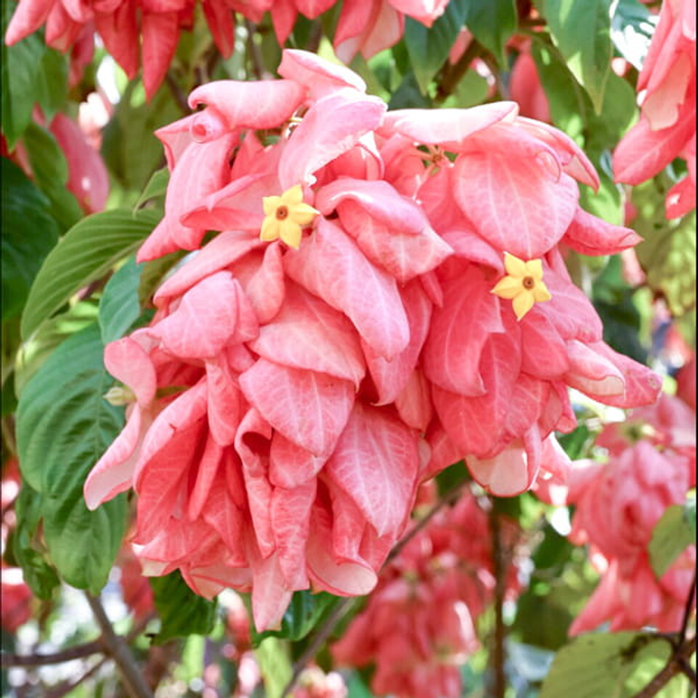 Муссенда филиппинская розовая – Mussaenda pink