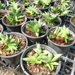 Сансевиерия LITTLE BOY